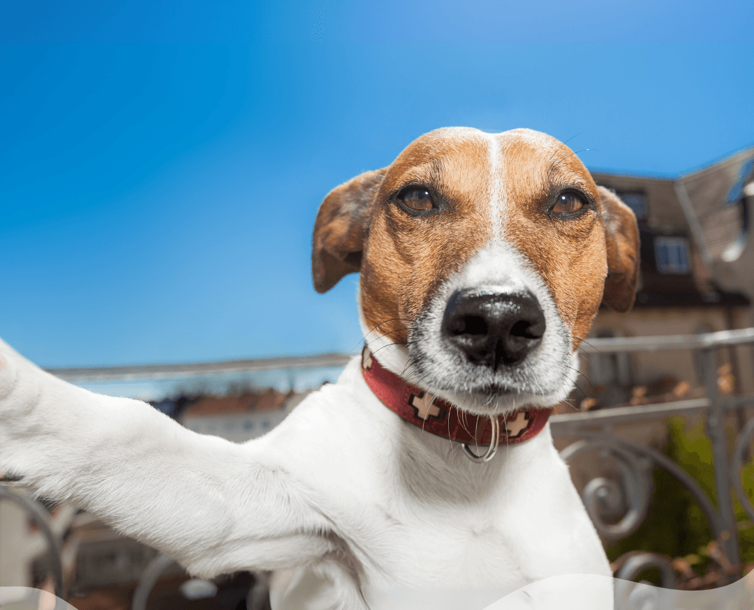 Perrito feliz tomándose una selfie